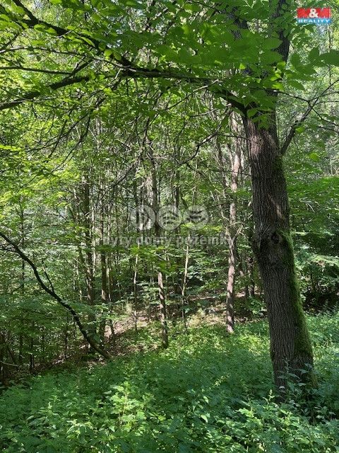 Prodej, Les, Mírová pod Kozákovem