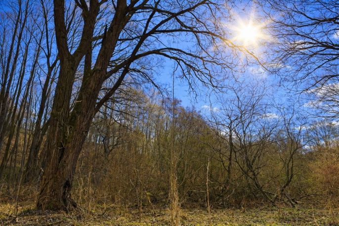 Prodej, Les, Snědovice