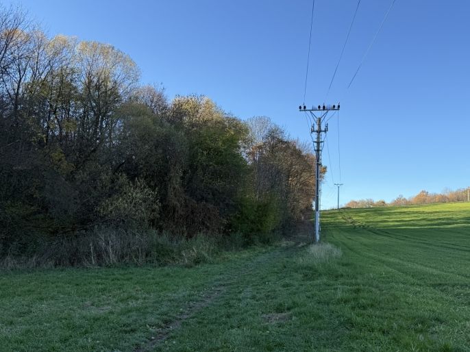 Prodej, Les, Velká Polom