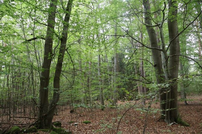 Prodej, Les, Chanovice