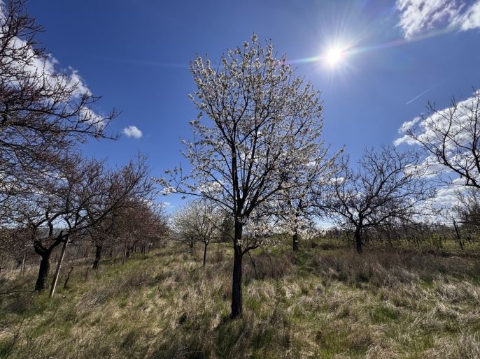 Prodej, Chata, Hrušovany u Brna