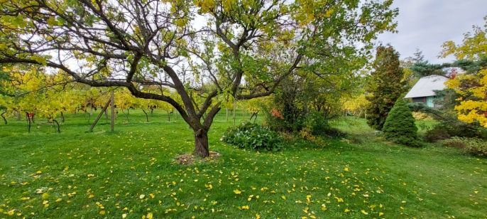 Prodej, Zahrada, Nový Šaldorf-Sedlešovice