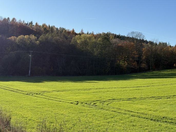 Prodej, Les, Velká Polom