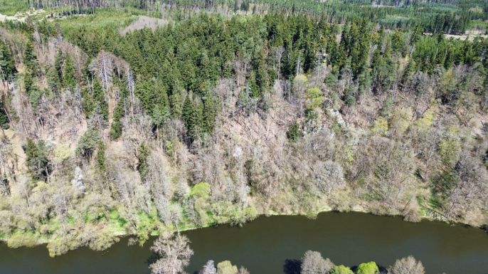 Prodej, Les, Řepeč