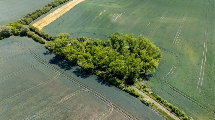 Prodej, Les, Libochovice