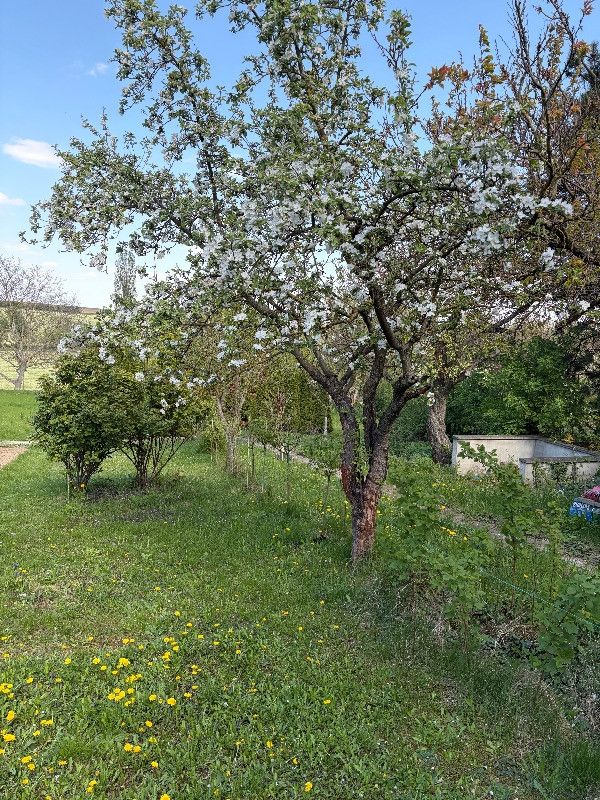 Prodej, Zahrada, Šlapanice