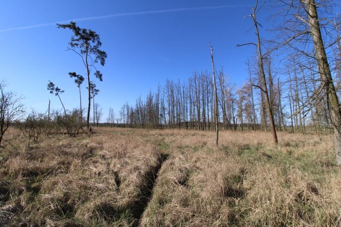 Prodej, Les, Veletov