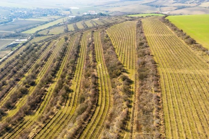 Prodej, Vinice, Morkůvky