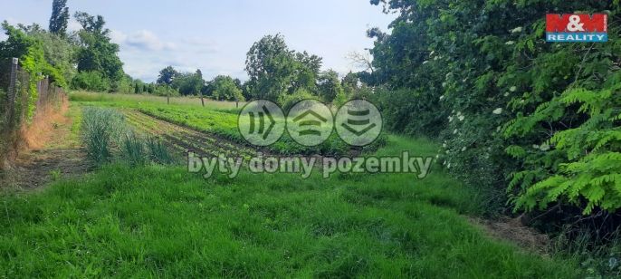 Prodej, Zahrada, Loučany