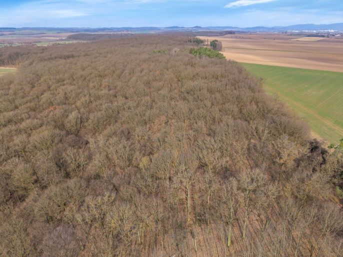 Prodej, Les, Slatiny