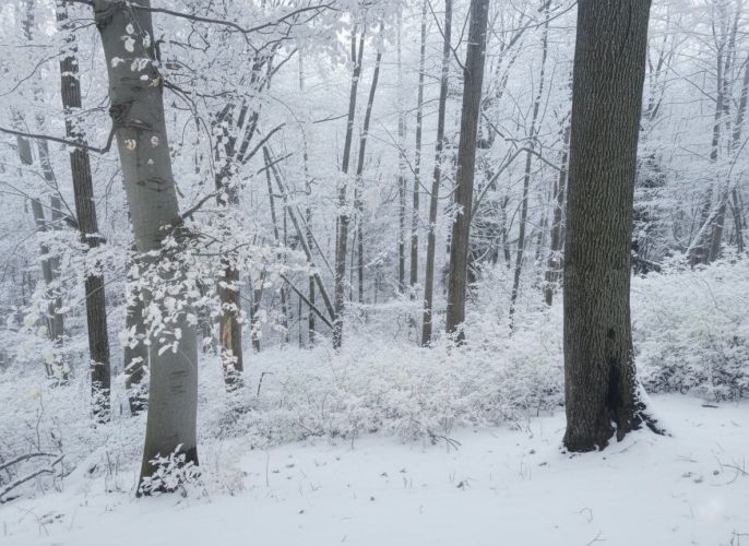 Prodej, Les, Řepníky