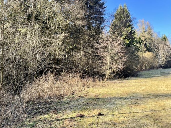 Prodej, Les, Dolní Dobrouč