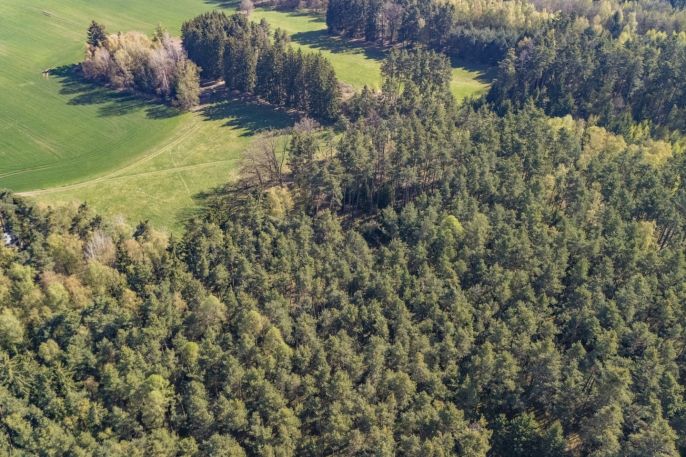 Prodej, Les, Losiná