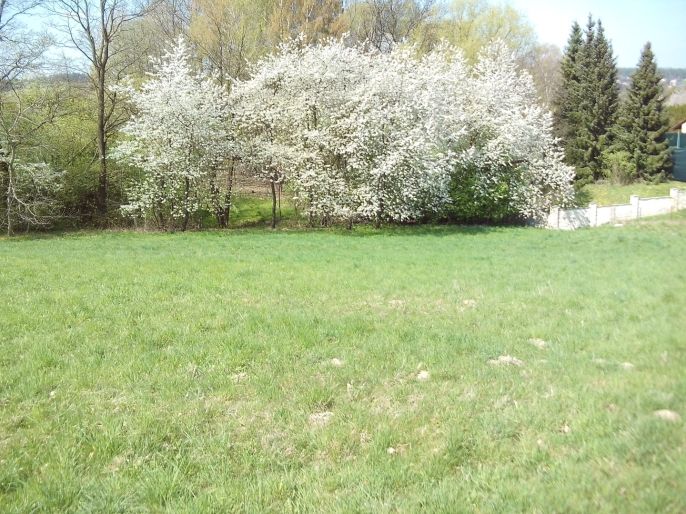 Prodej, Zahrada, Horní Bludovice