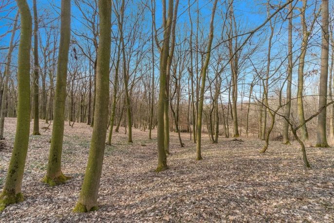 Prodej, Les, Slatiny