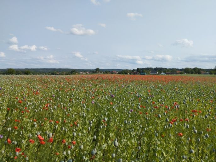 Pronájem, Chata, Heřmanův Městec