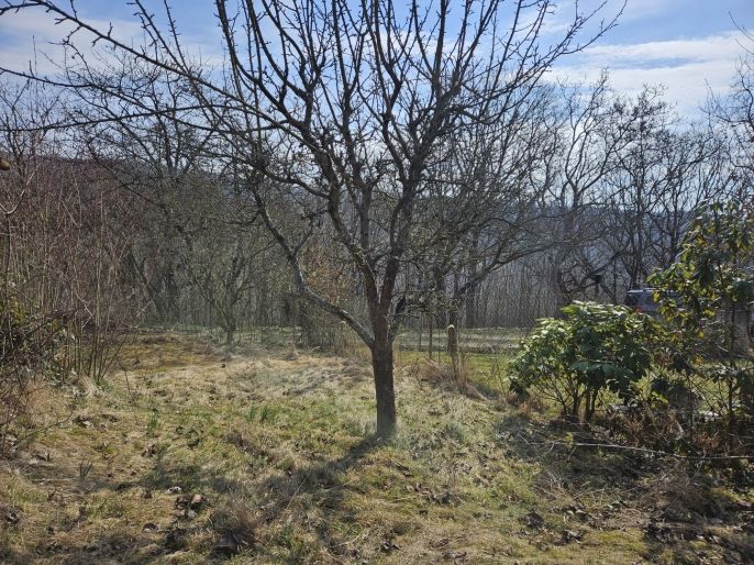 Prodej, Zahrada, Šternberk