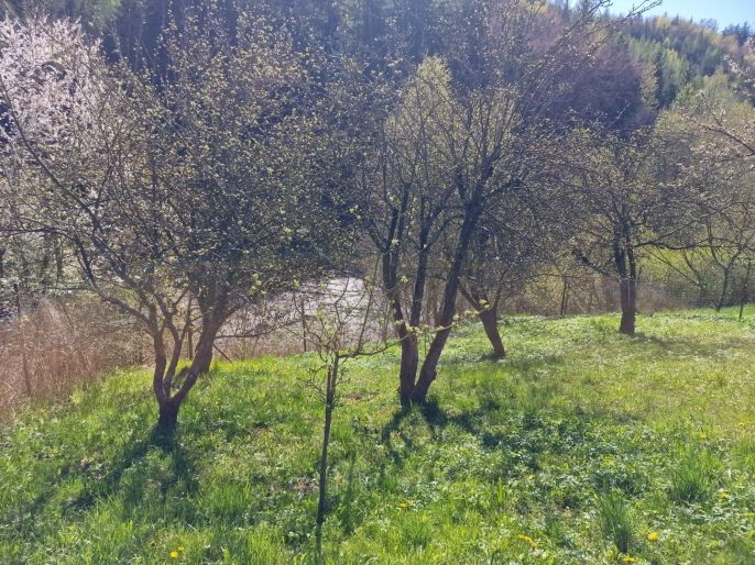 Prodej, Chata, Úsobrno