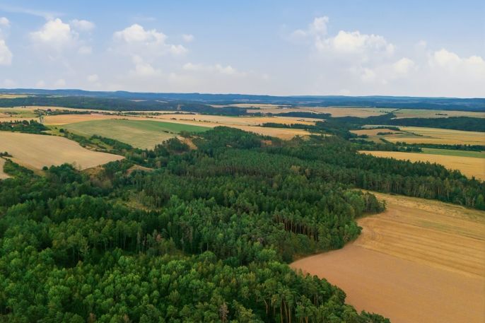 Prodej, Les, Břežany