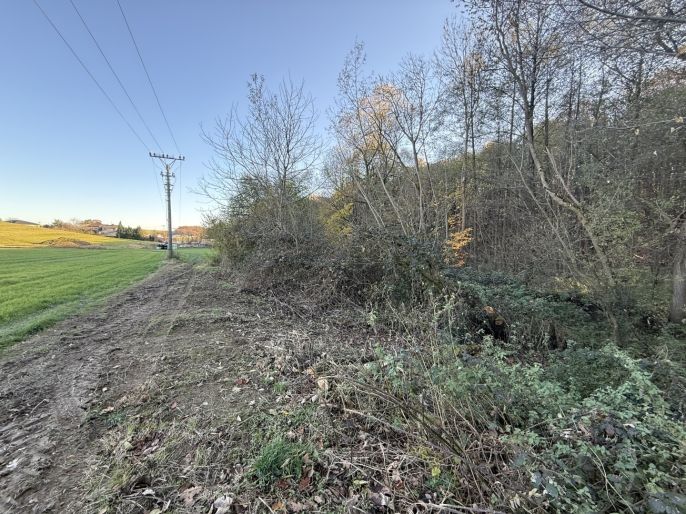 Prodej, Les, Velká Polom