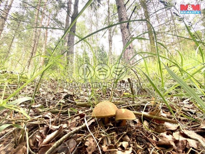 Prodej, Les, Koroužné