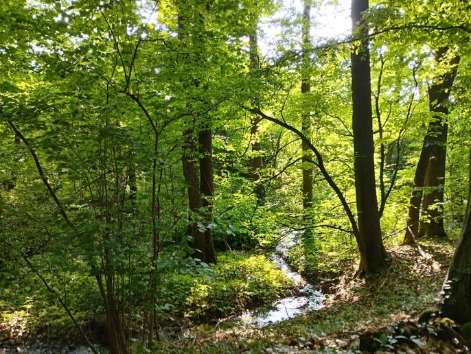 Pronájem, Chata, Heřmanův Městec