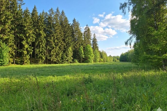 Prodej, Louka, Bor
