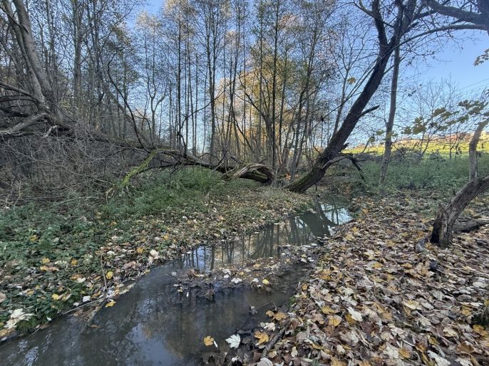 Prodej, Les, Velká Polom