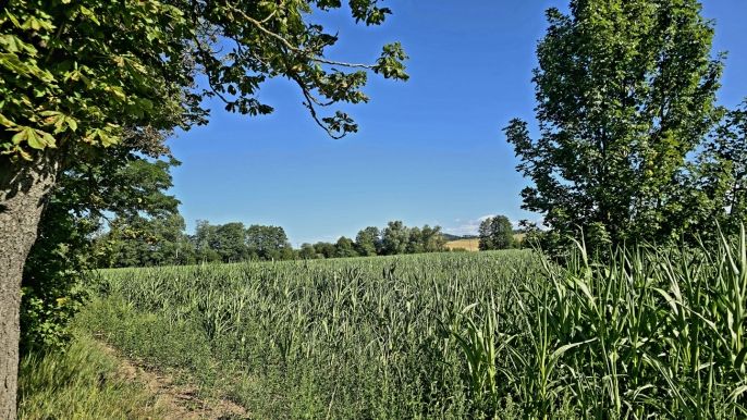 Prodej, Pole, Horažďovice