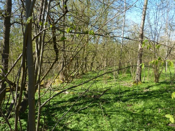 Prodej, Pozemek k bydlení, Brzice