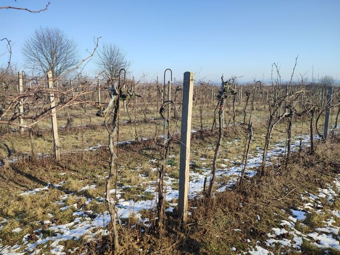 Prodej, Vinice, Morkůvky