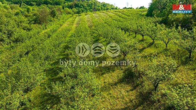 Prodej, Ovocný sad, Roudnice nad Labem