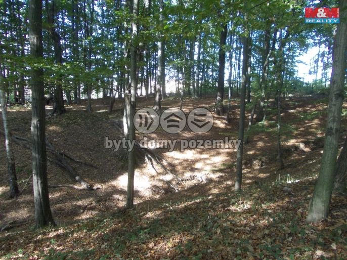 Prodej, Les, Ostrava