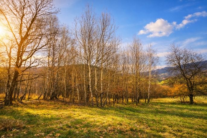 Prodej, Louka, Mikulůvka