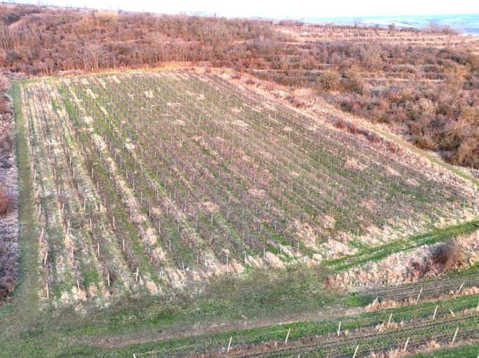 Prodej, Vinice, Sedlec