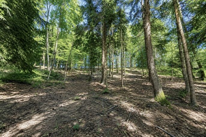 Prodej, Les, Jestřebí