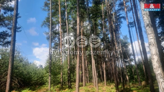 Prodej, Les, Březovice