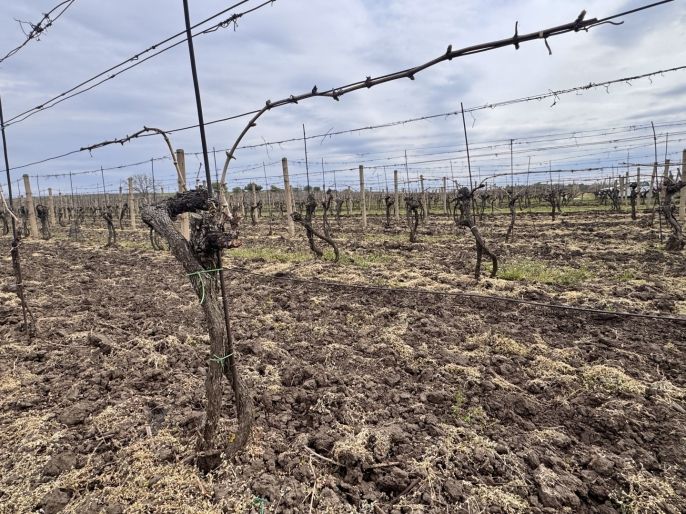 Prodej, Vinice, Velké Bílovice