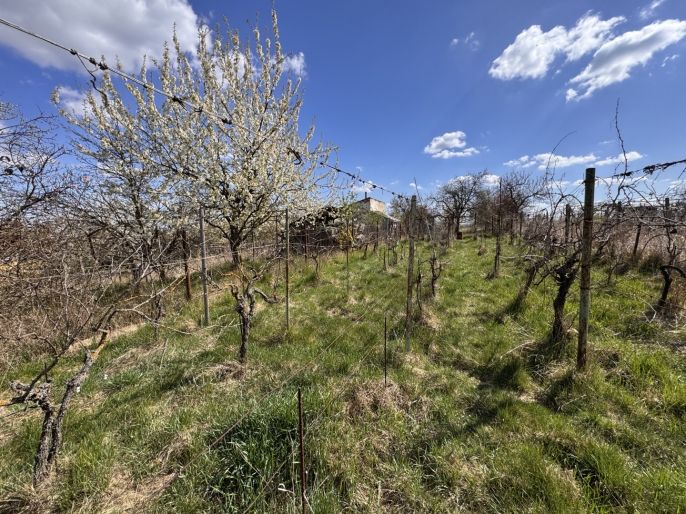 Prodej, Chata, Hrušovany u Brna