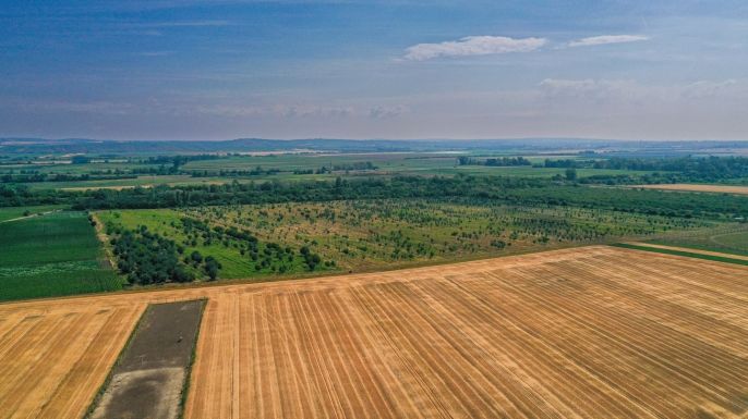 Prodej, Ovocný sad, Rakvice