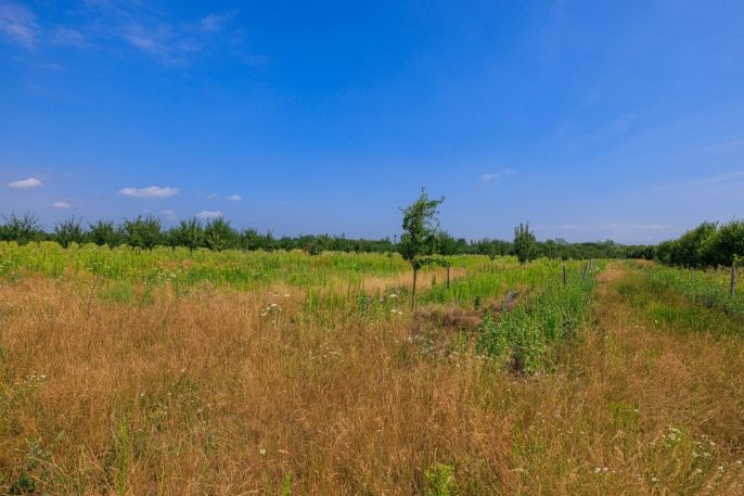 Prodej, Ovocný sad, Rakvice
