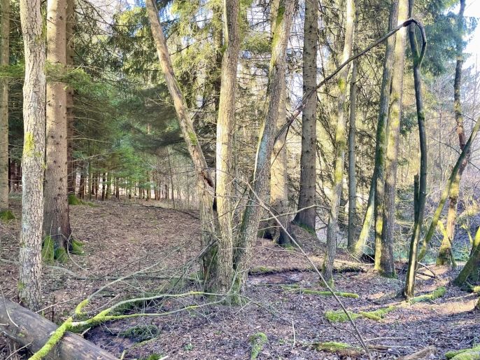 Prodej, Les, Dolní Dobrouč