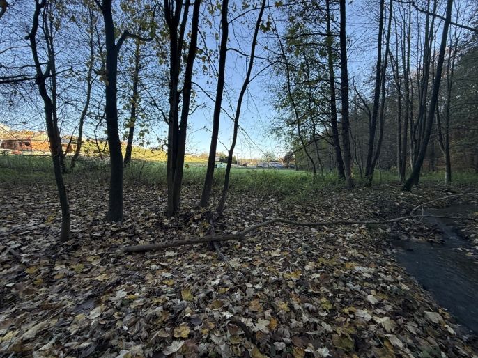 Prodej, Les, Velká Polom