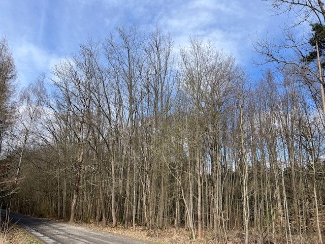 Prodej, Les, Košťálov