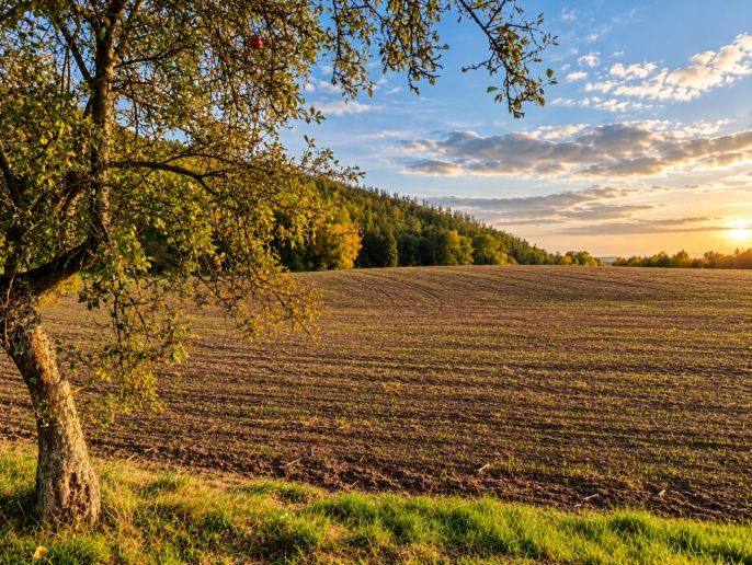 Prodej, Pole, Všechovice
