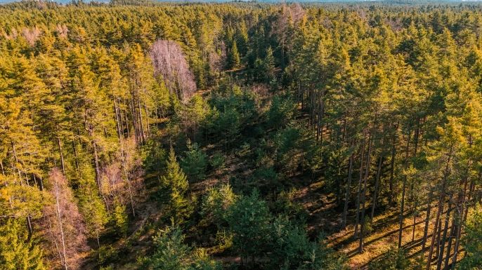 Prodej, Les, Olešnice