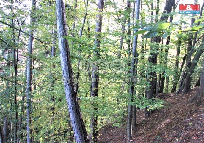 Prodej, Les, Huslenky