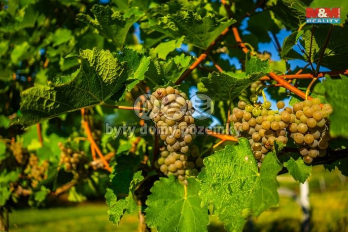 Prodej, Vinice, Šardice