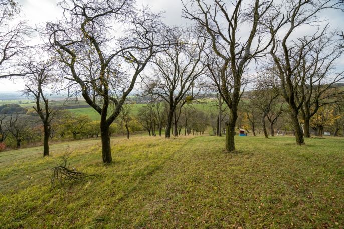 Prodej, Ovocný sad, Kostelec u Holešova