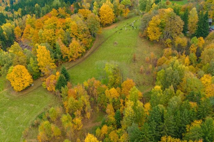 Prodej, Louka, Tanvald